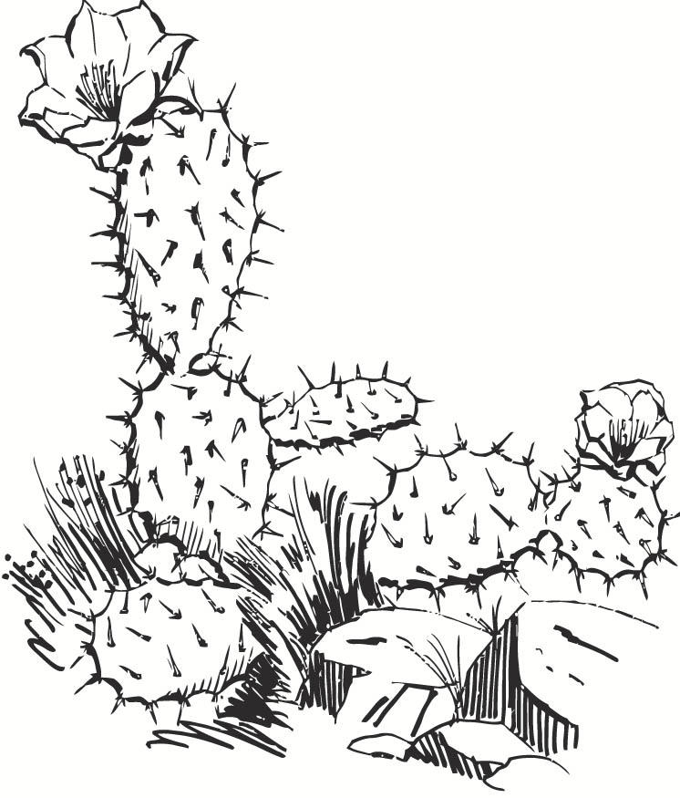 Plansa de colorat cu Cactus 28 21